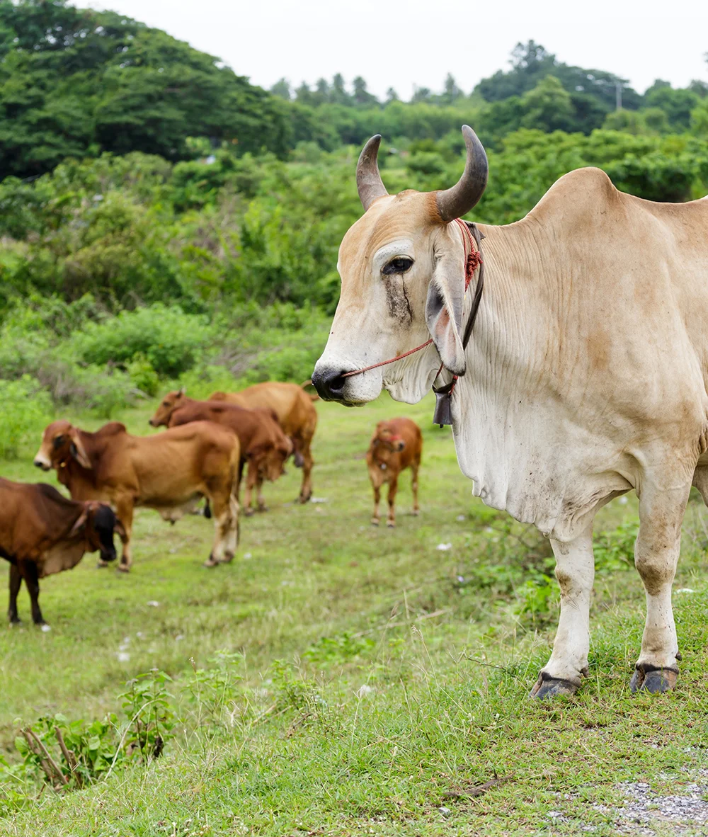 Wendell Berry said it best when he said that “eating is an agricultural act.” Our mission is to change the food system by providing a healthy, fresh alternative to industrial food.